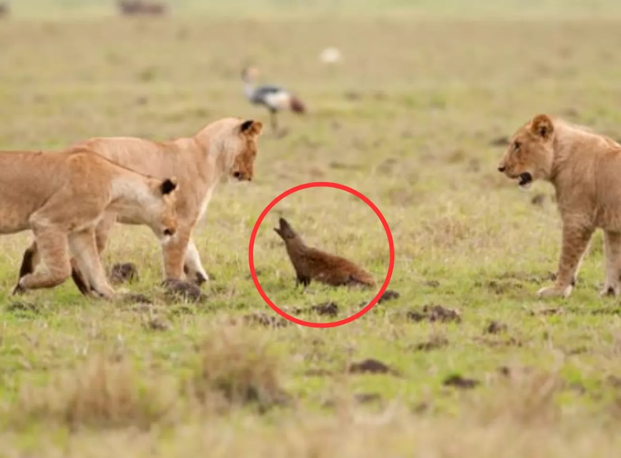 Watch: Brave mongoose confronts imposing lions fearlessly [Video]