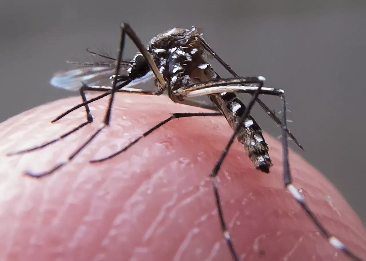 Mais da metade das cidades do Brasil já tem casos de dengue em 2024