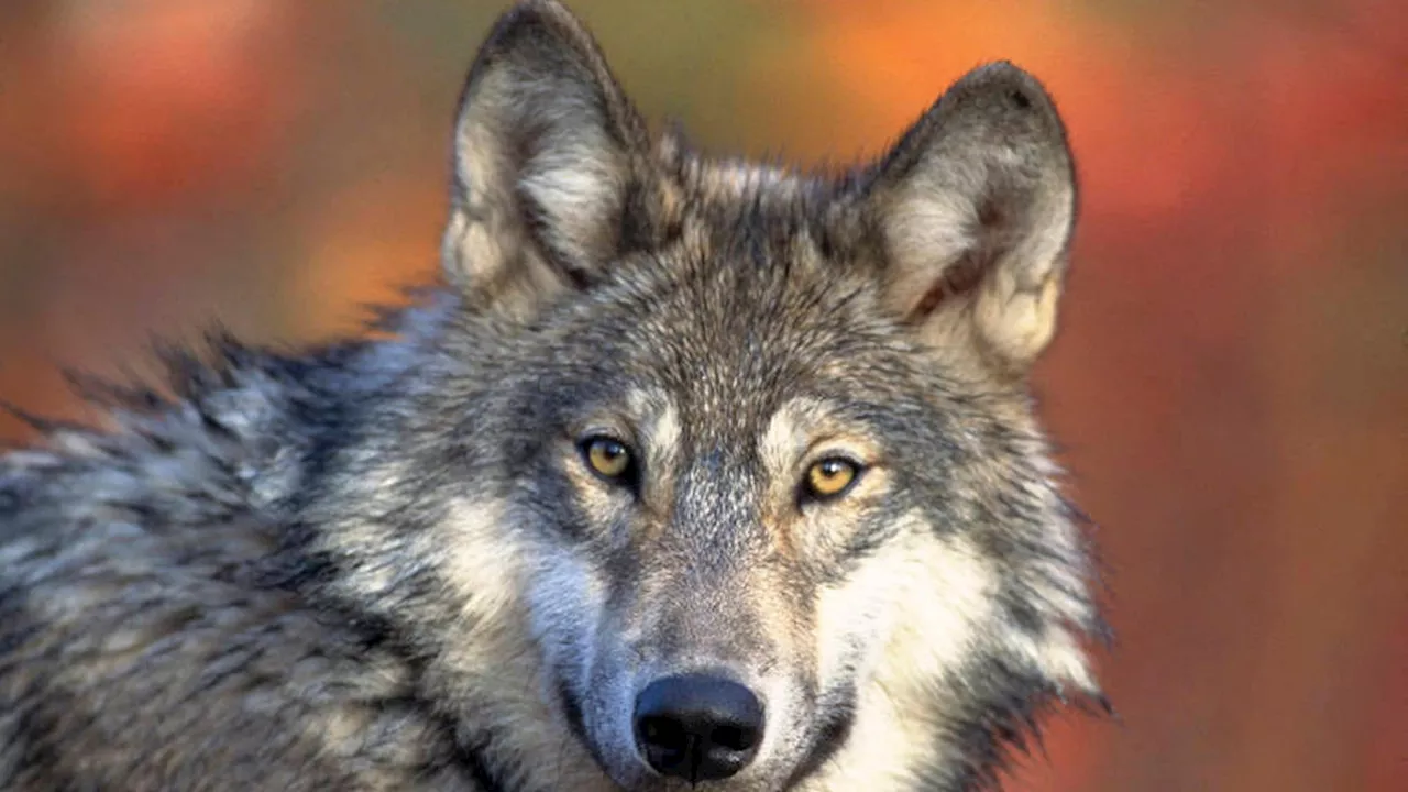 Reward Offered for Information on Deaths of Endangered Gray Wolves in Oregon