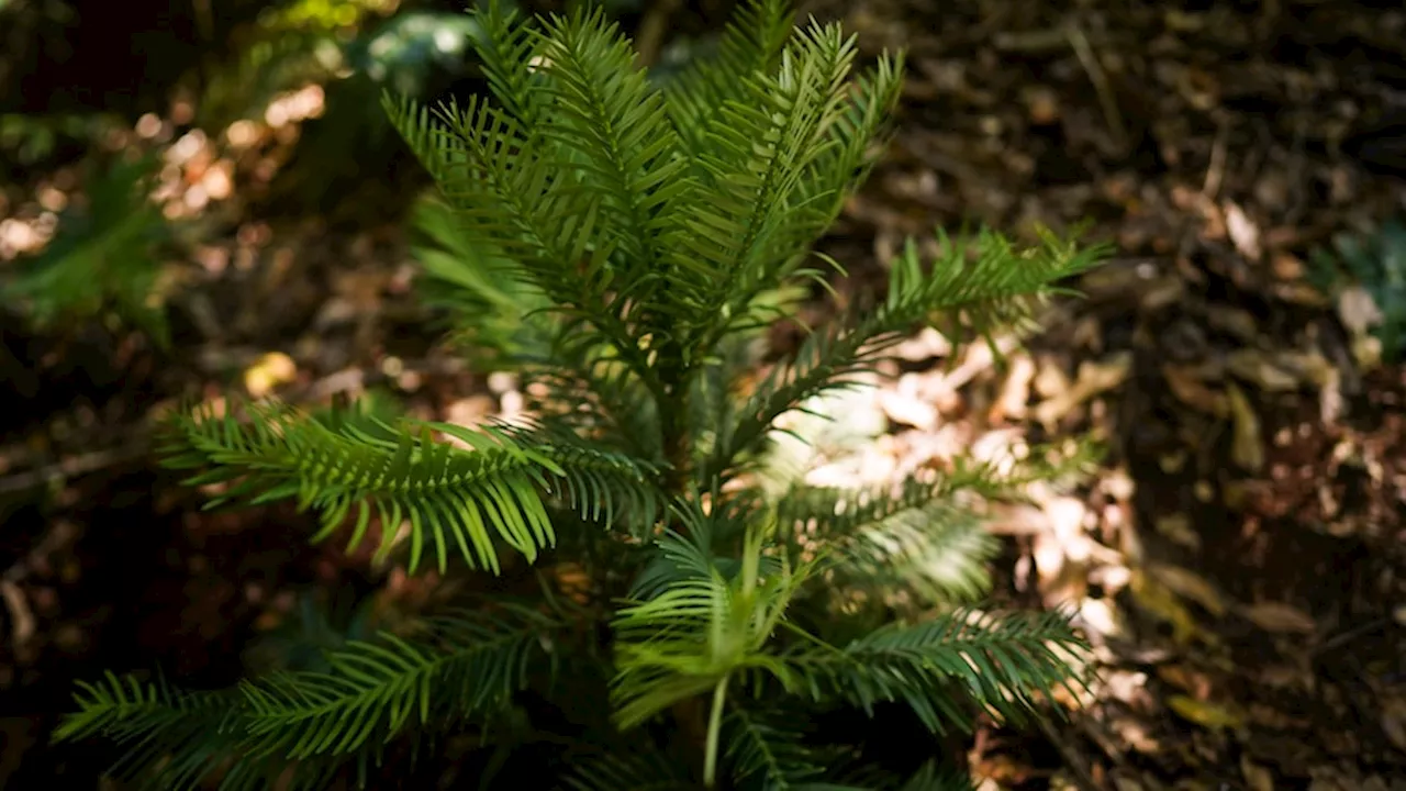 The Wollemi Pine was long thought extinct. Now experts are trying to regrow the tree in top secret locations