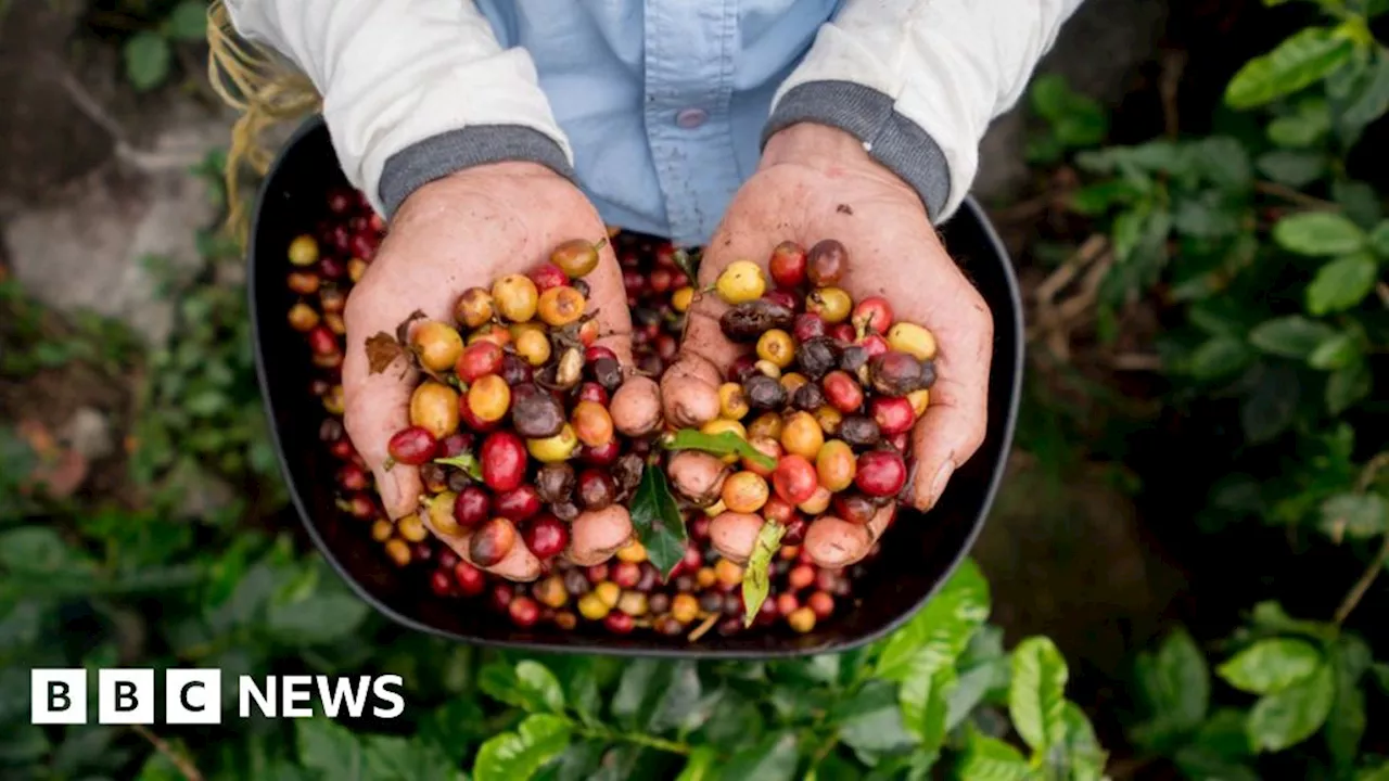 New coffee genetic map promises better brews