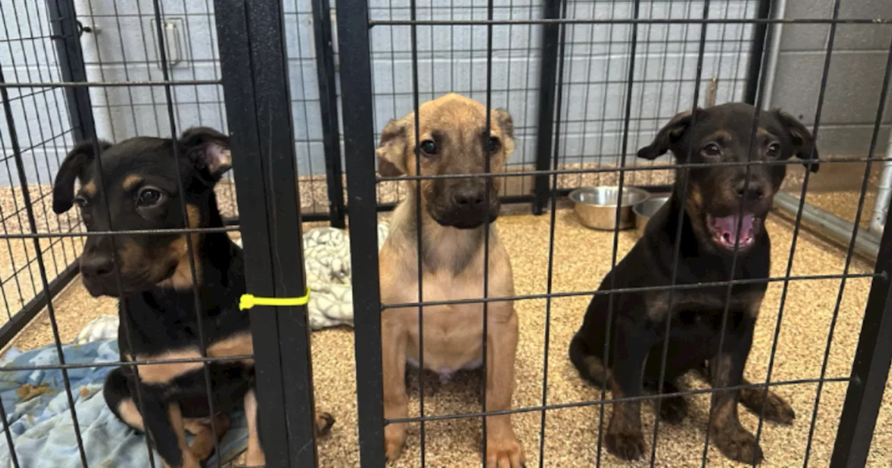 Sierra Vista Animal Center extends dog adoption drive hoping to find homes for furry friends