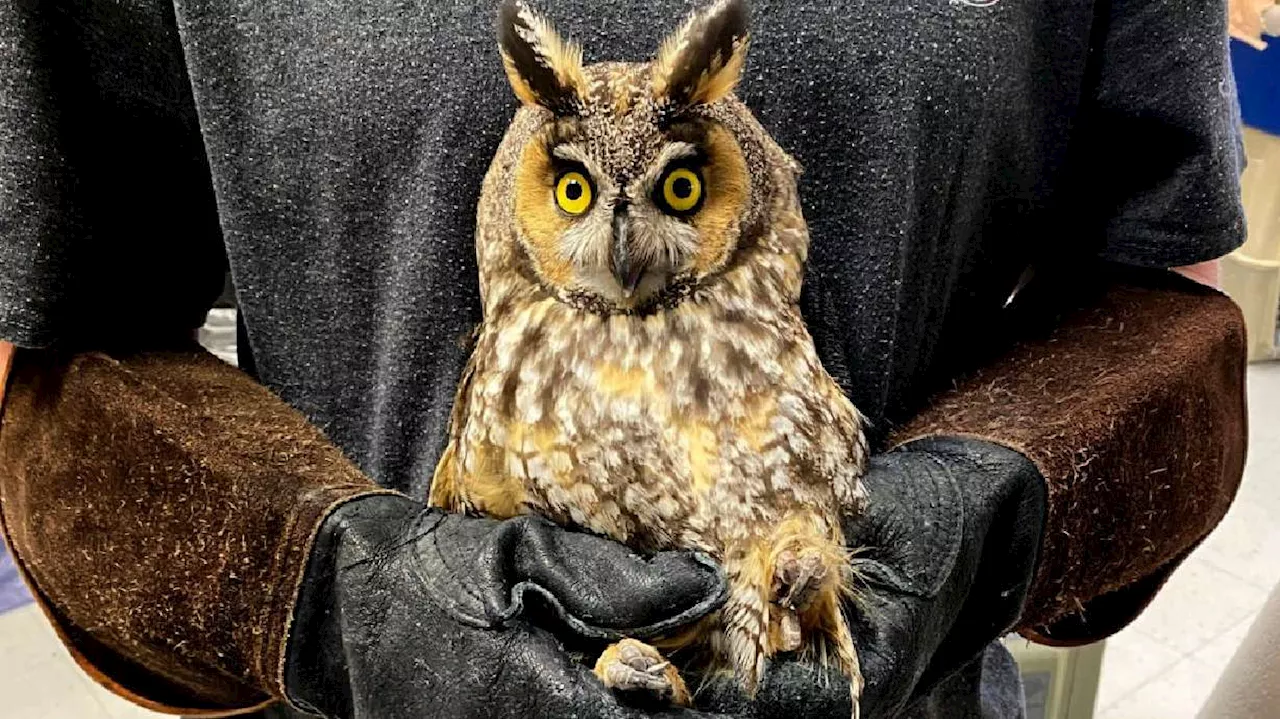 Clipped wings: Utah's largest wildlife rehabilitation facility faces an uncertain future