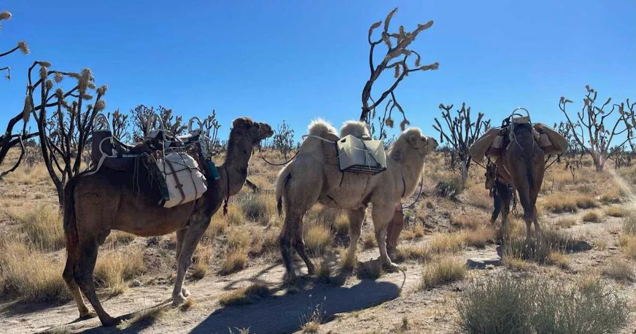 Restoring Joshua Trees