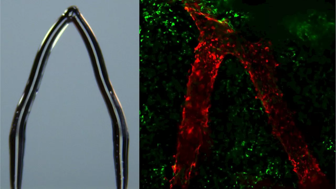 'Ice printing' tiny sculptures could help scientists engineer blood vessels