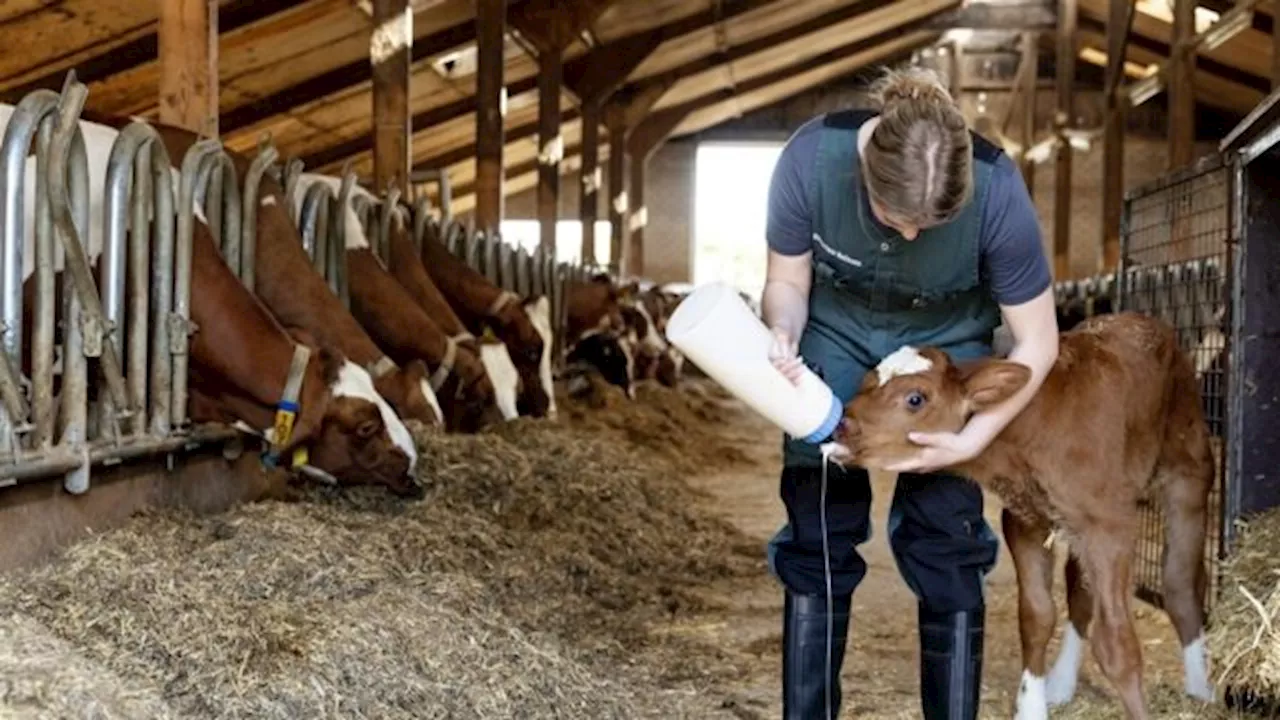 Kaas zonder koeien en zonder dierenleed: wat betekent dat voor boeren?