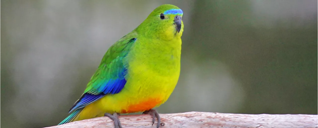 Orange-bellied parrots face challenges in their migration