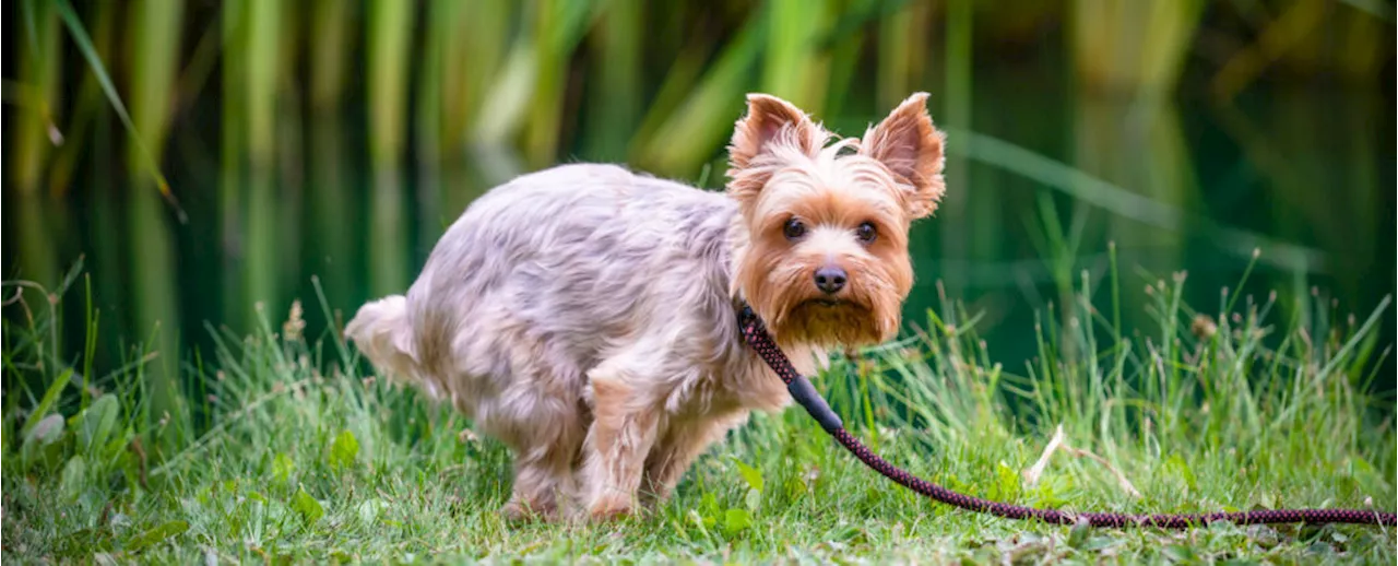 Pet Poop Can Be Much More Dangerous Than You Might Realize