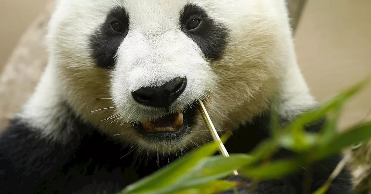 San Diego isn't the only California zoo hoping to host giant pandas from China