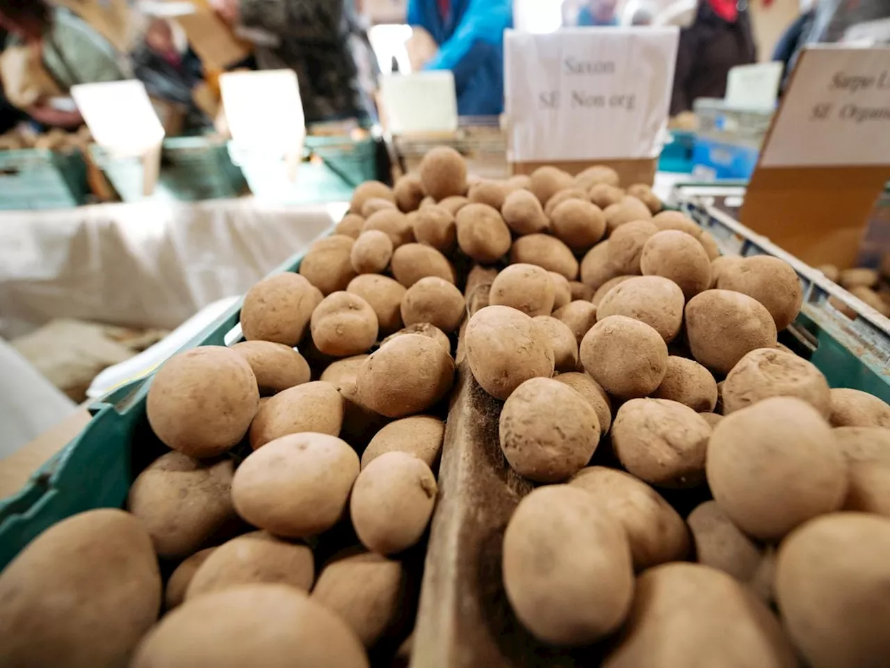 Annual Potato Day Celebration Draws Hundreds to Shropshire Village Hall