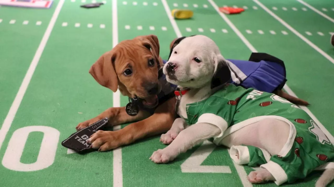 How to Watch Kitten Bowl Live For Free 2024: Where to Stream Great American Rescue Bowl