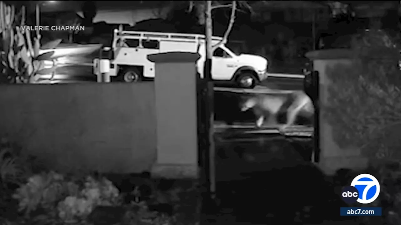 Mountain lion caught on video prowling near homes in Lake Elsinore