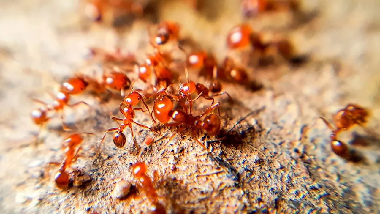 Australia spends billions to eradicate red imported fire ants