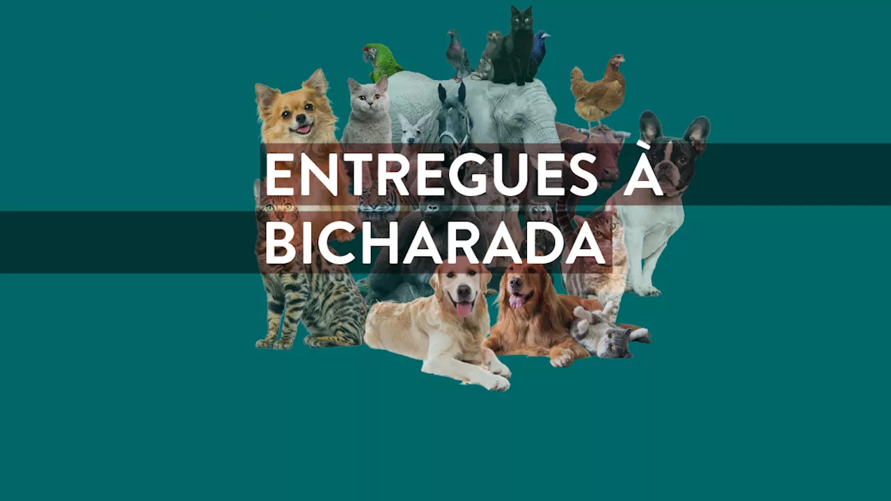 Entregues à Bicharada | Antena 1