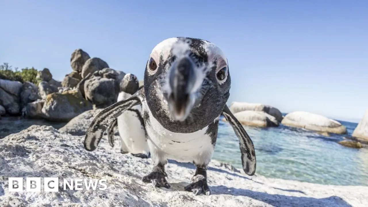 Migrating species crucial to planet under threat, says UN