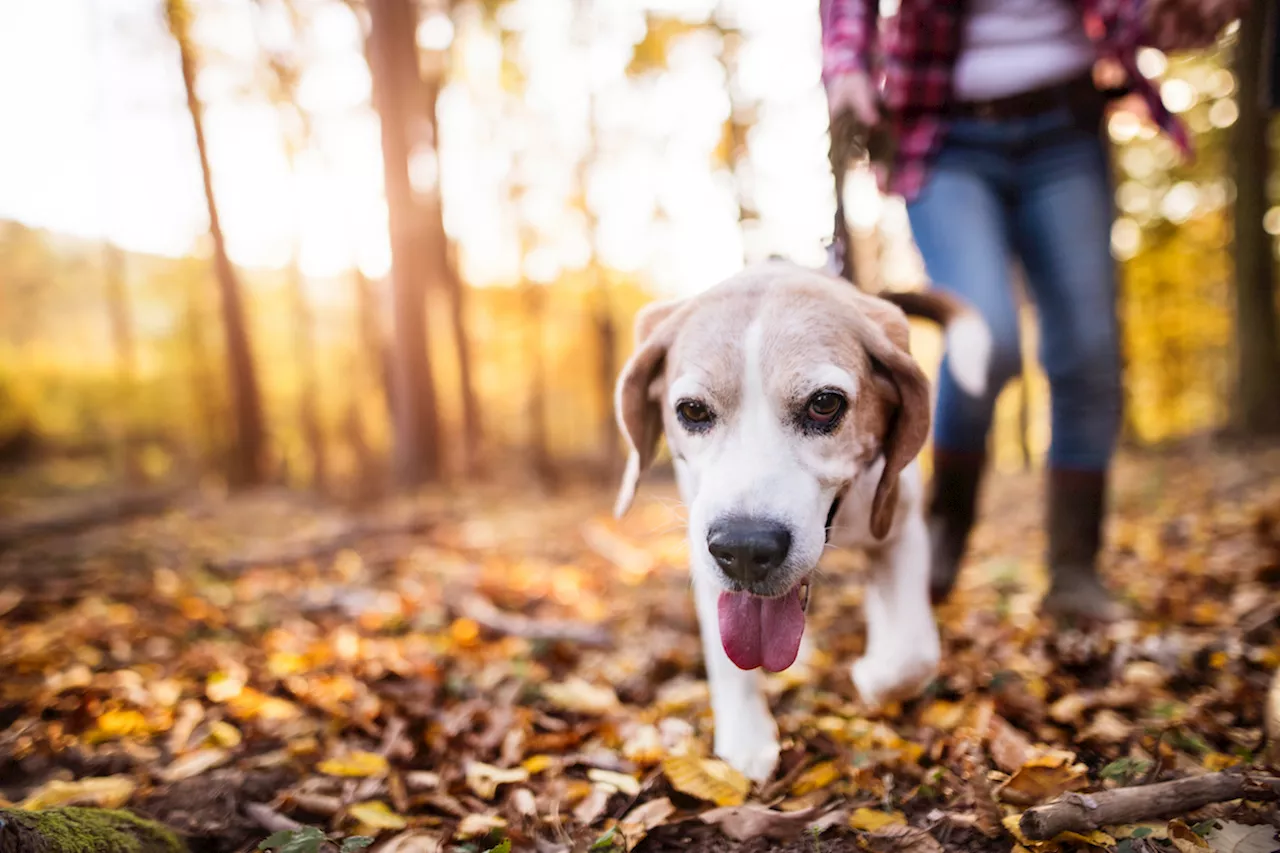 Cesar Millan Says You Should Never Walk Behind Your Dog—Here's Why