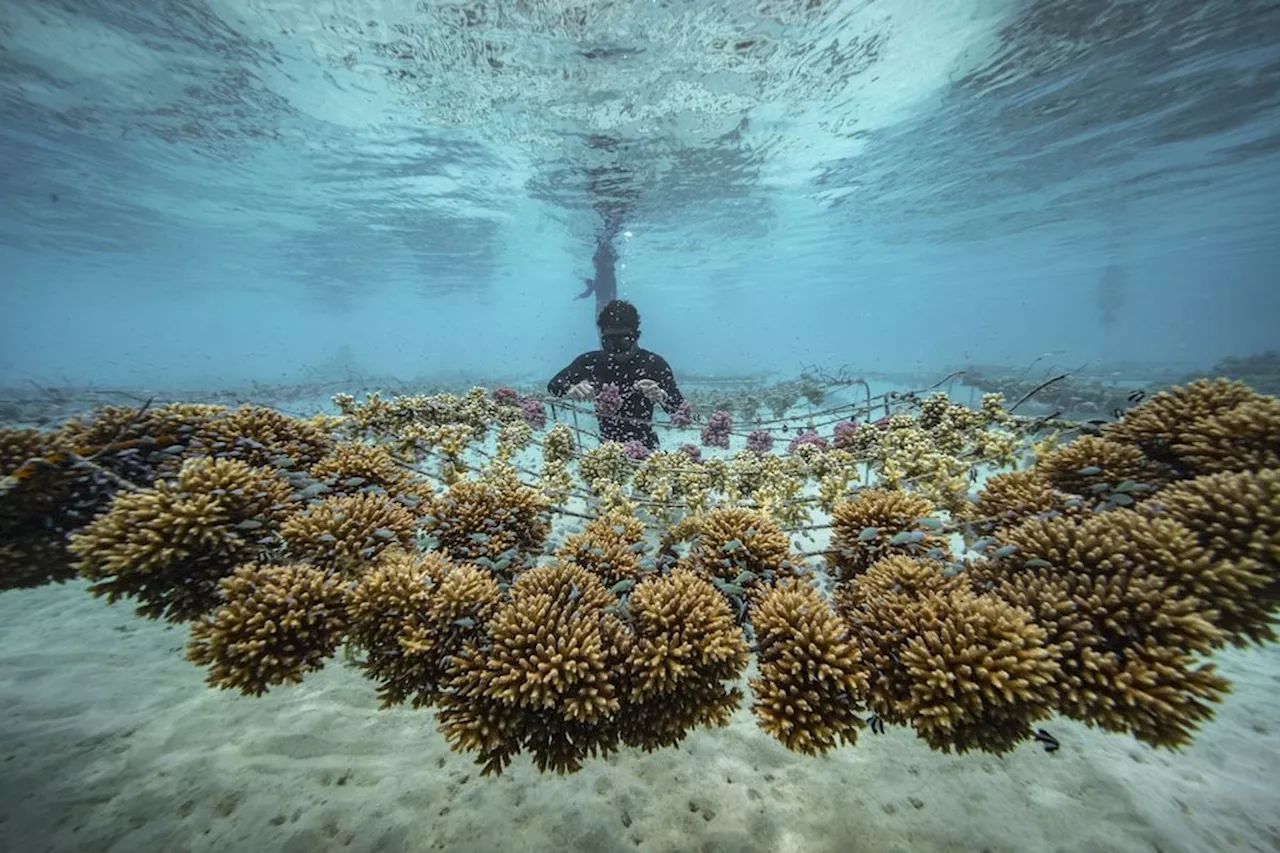 Joven francés crea organización para preservar los arrecifes de coral