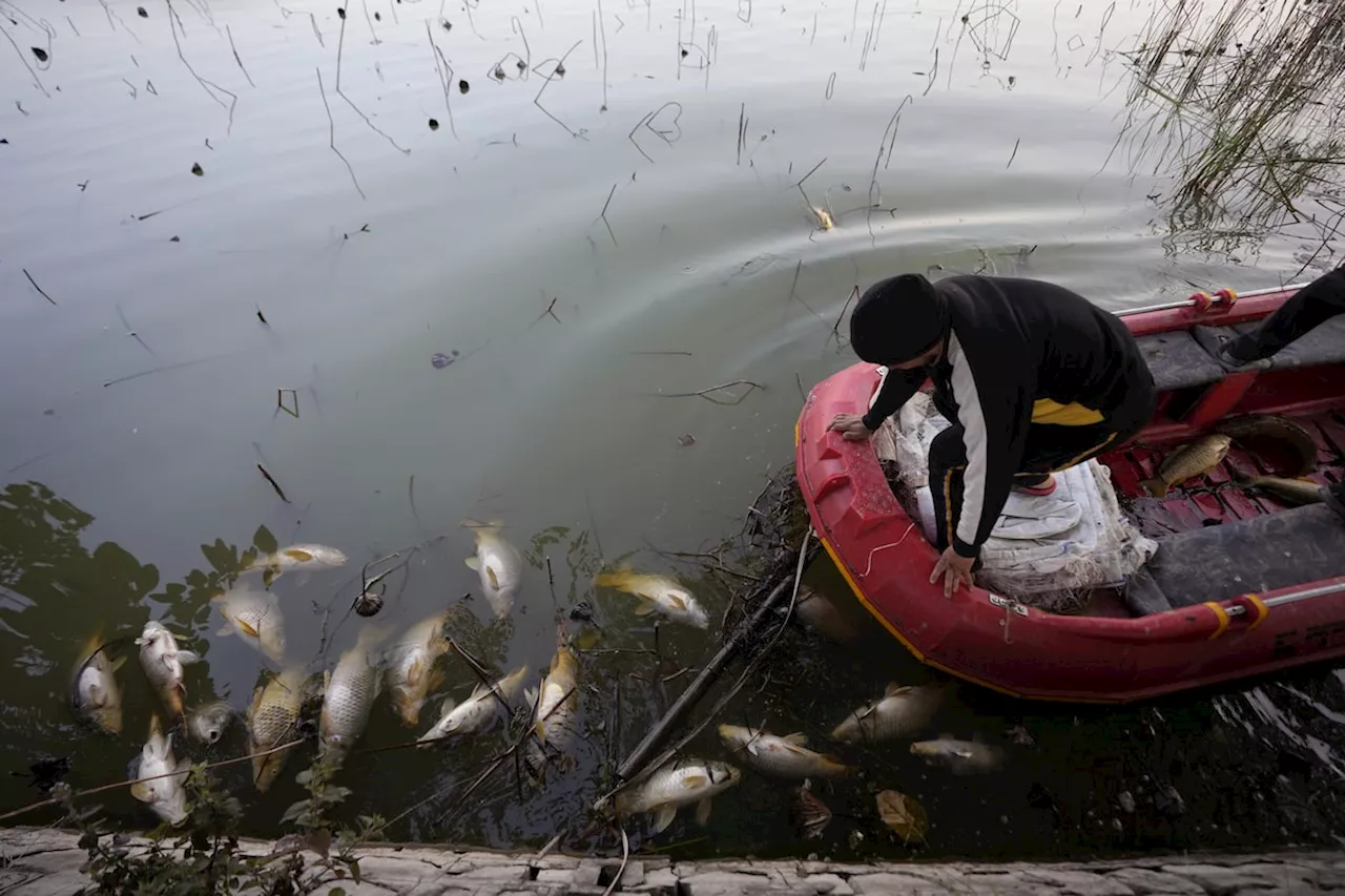 UN report reveals major declines in migratory species