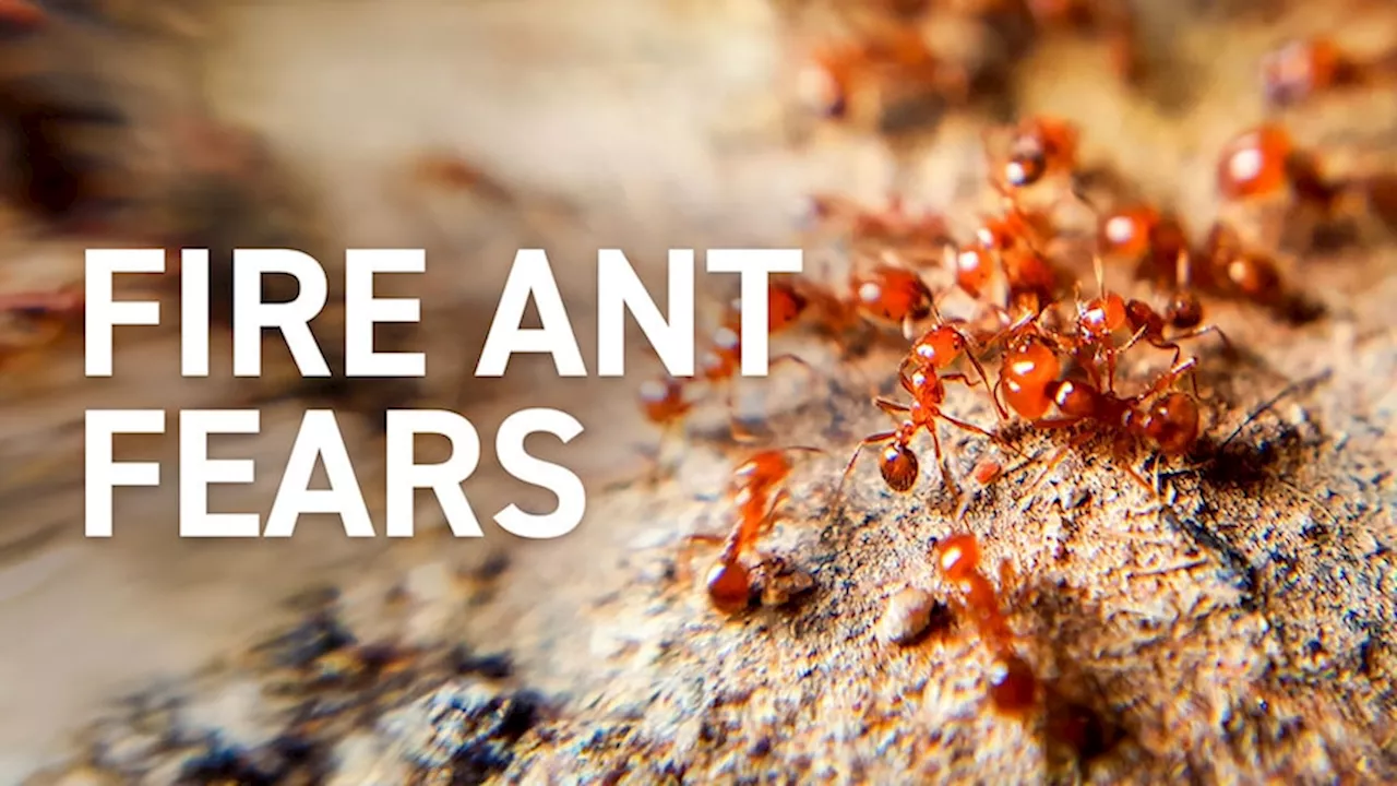 The fight to eradicate red imported fire ant