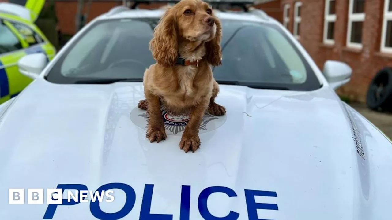 The Northamptonshire police dog who finds mobile phones