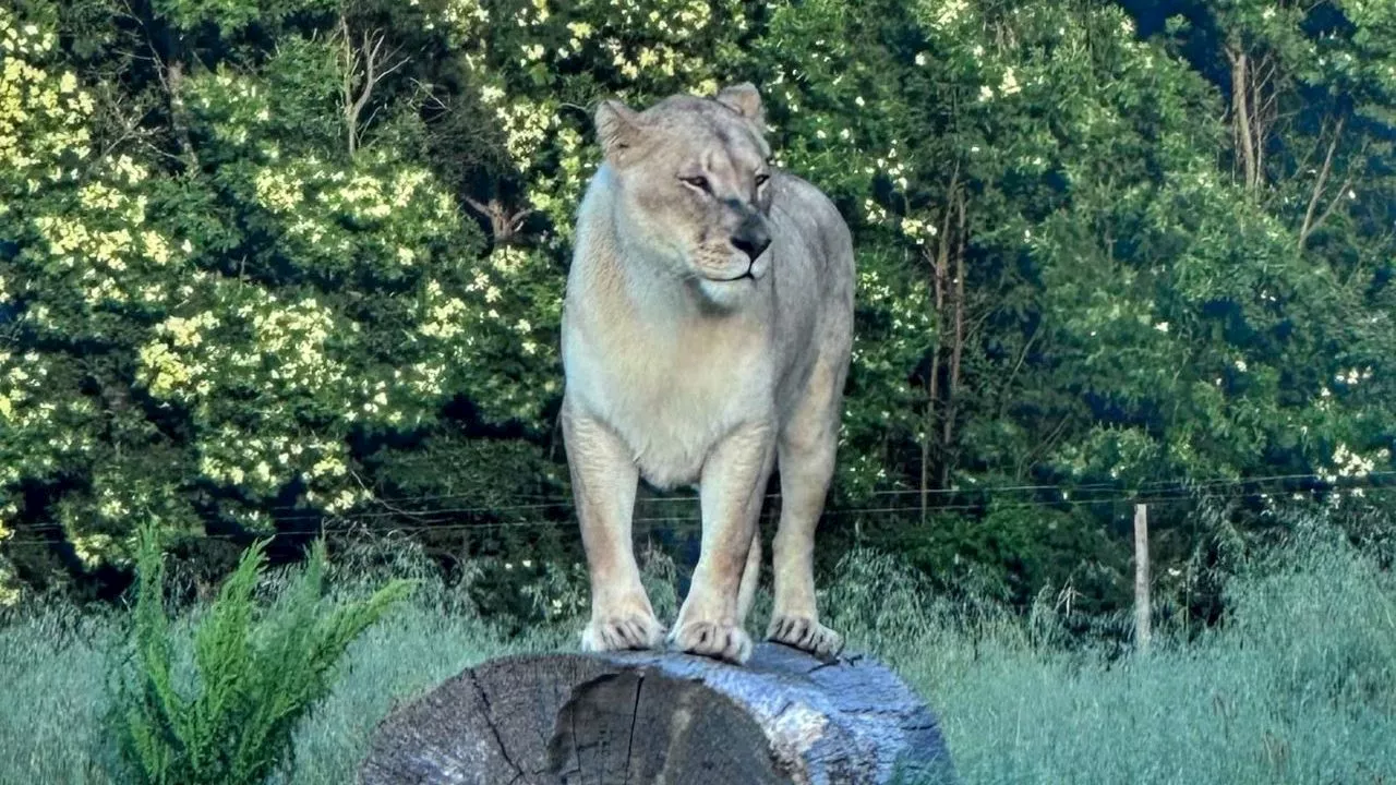 NSPCA reveals illegal confinement, questionable care of Fairy Glen lions