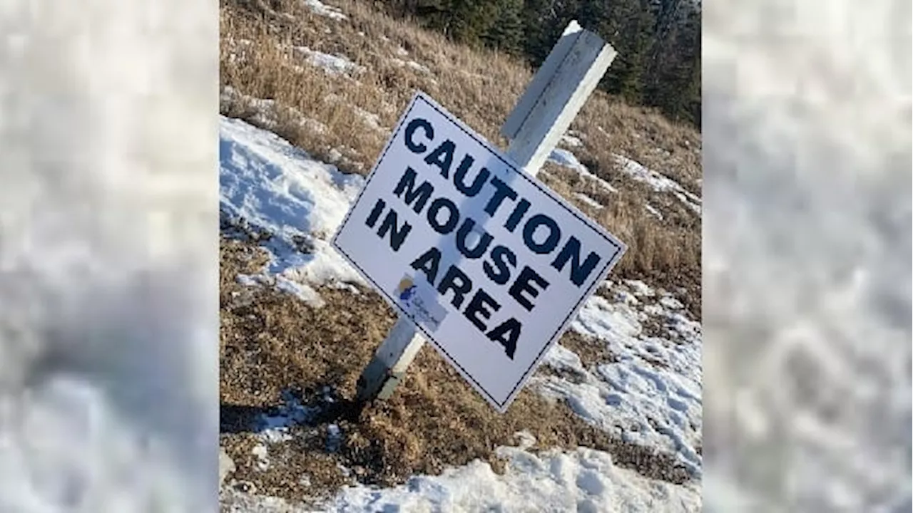 Mouse warning sign in Dawson Creek, B.C., fuels laughter