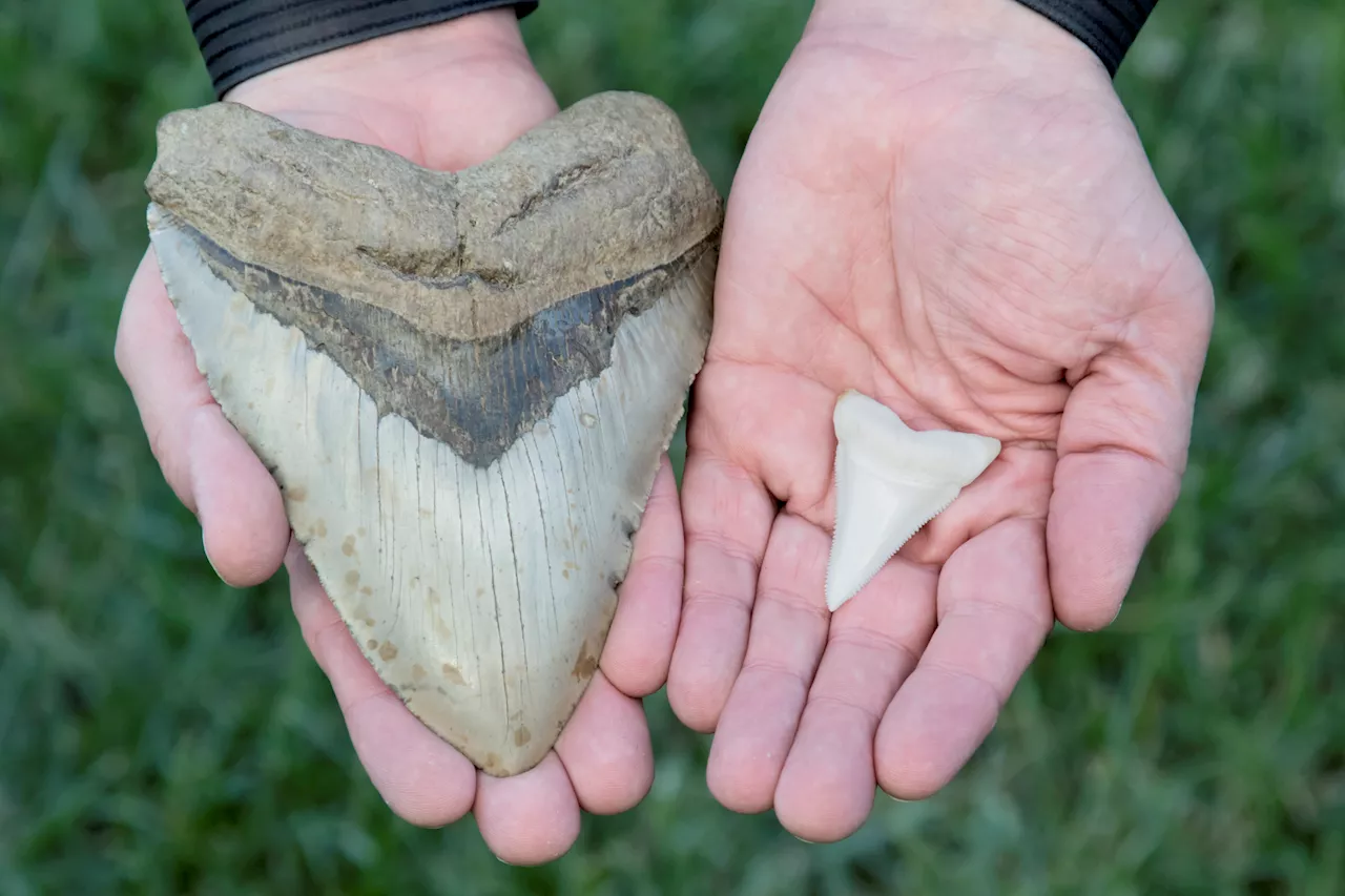 The Megalodon's Forceful Bite Was 10 Times More Powerful Than a Great White Shark's