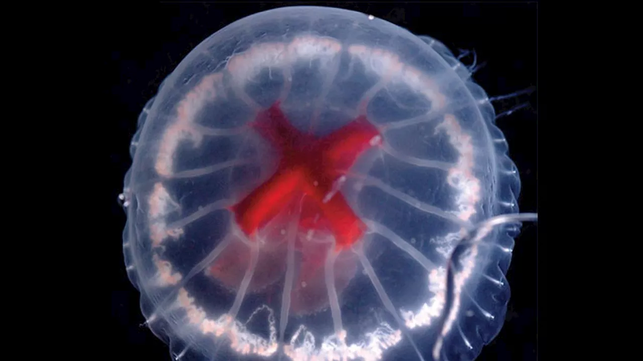 Bizarre jellyfish with bright red cross for a stomach discovered in volcanic caldera off Japan