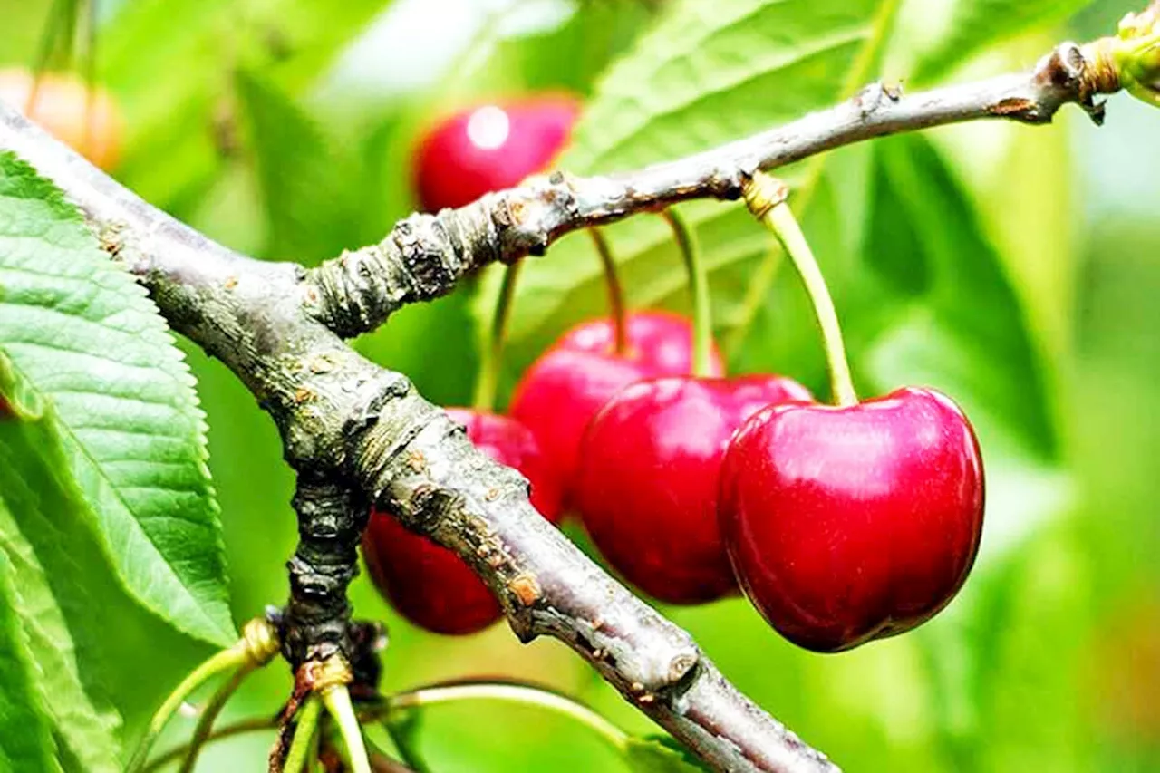 2024 B.C. cherry season the pits after ‘devastating’ cold snap