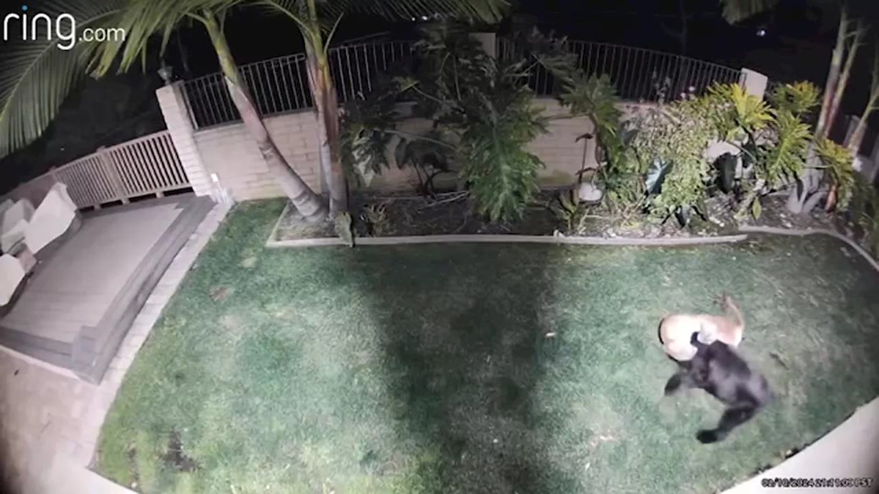 Mountain lion caught on video attacking pet dog in backyard of La Verne home