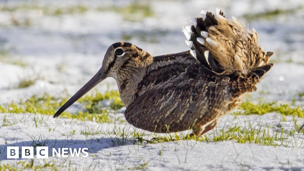 £2m grant boosts plans for new nature reserve in Suffolk