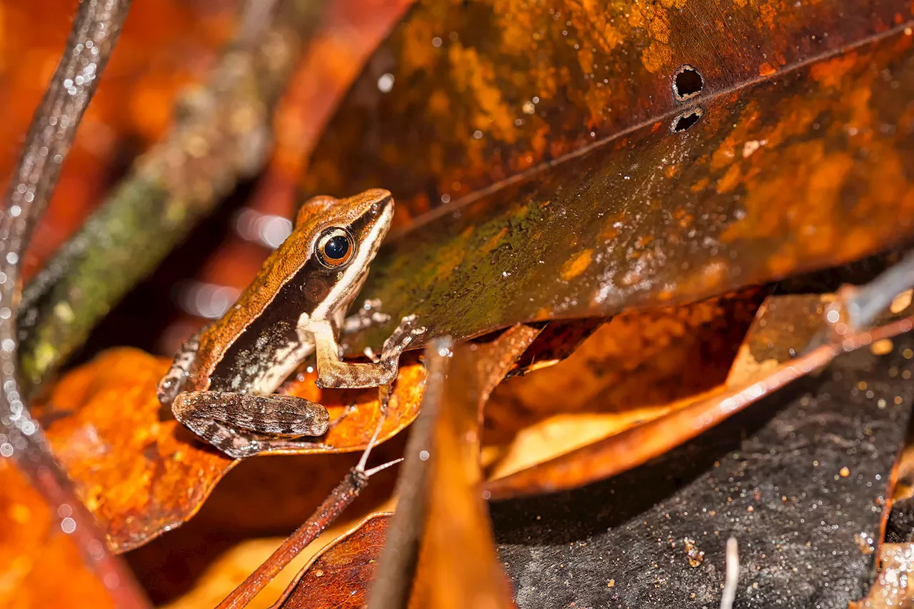 Mushroom Found Growing on Frog's Side Astonishes Scientists