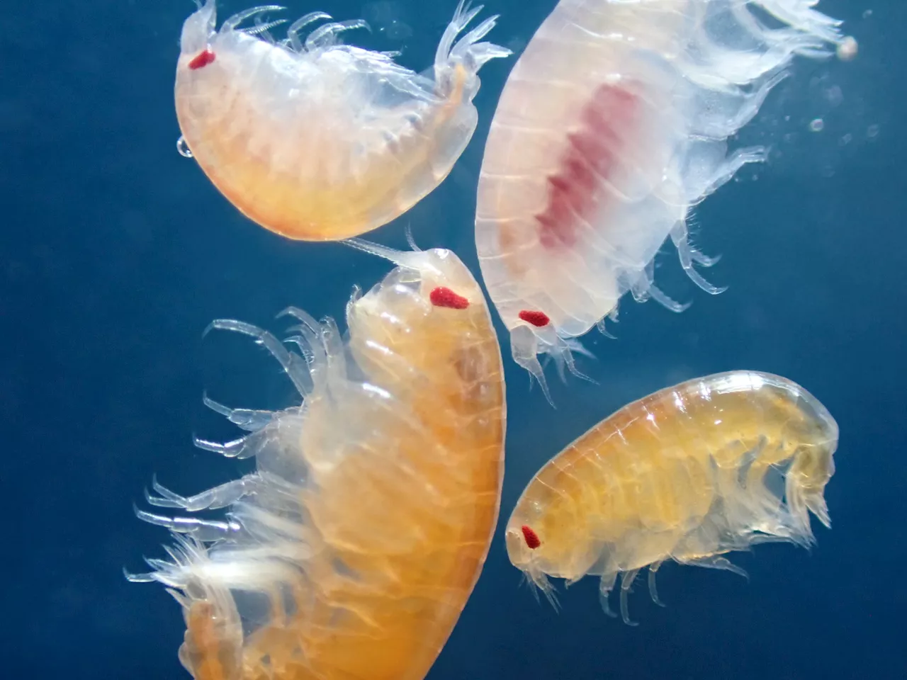 Tiny crustaceans discovered preying on live jellyfish during harsh Arctic night