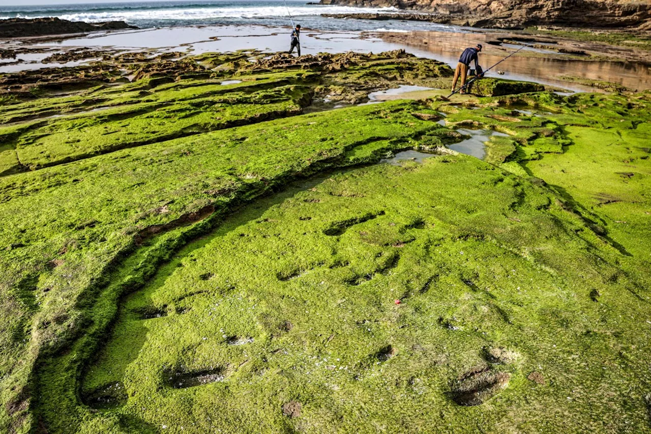 Descobertas pegadas humanas de 100 mil anos na costa norte de Marrocos