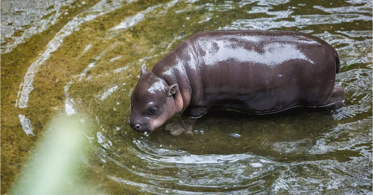 Endangered hippos welcome baby at Sydney's Taronga Zoo