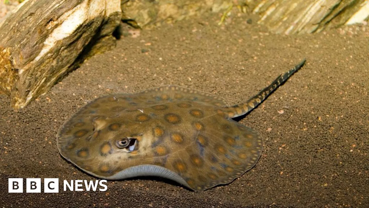 US stingray falls pregnant despite having no mate