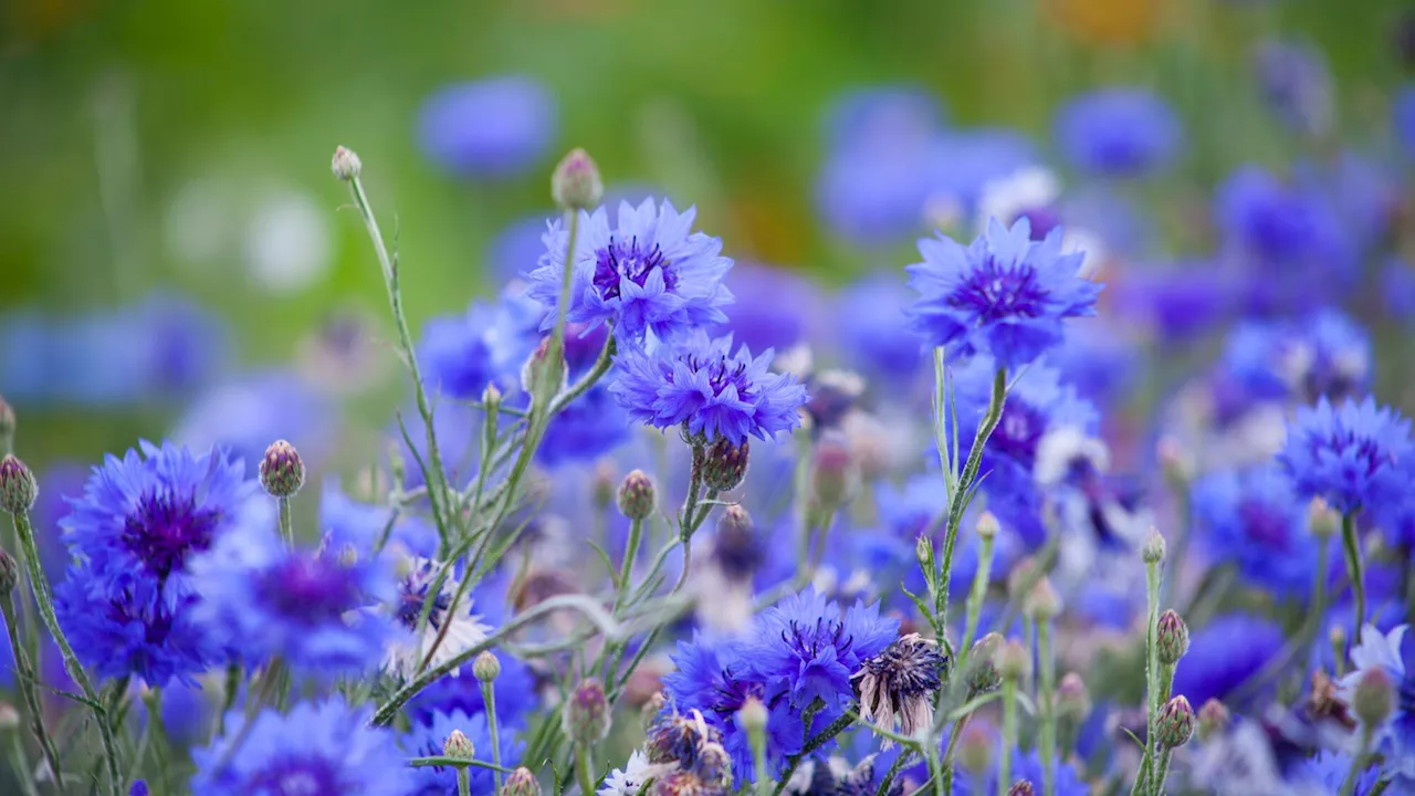 Fleurs des champs: les conseils pour les faire pousser dans votre jardin