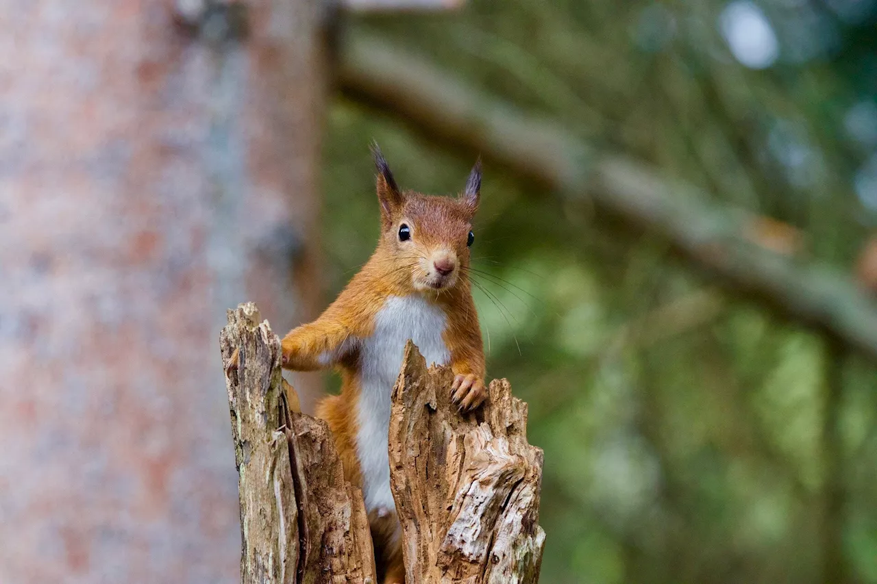 Scientists are unraveling the secrets of red and gray squirrel competition