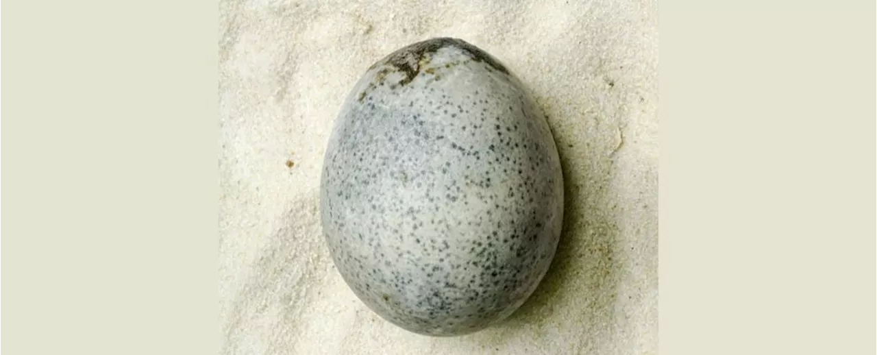 Amazingly Preserved Roman-Era Egg Is Still Full of Liquid 1,700 Years Later