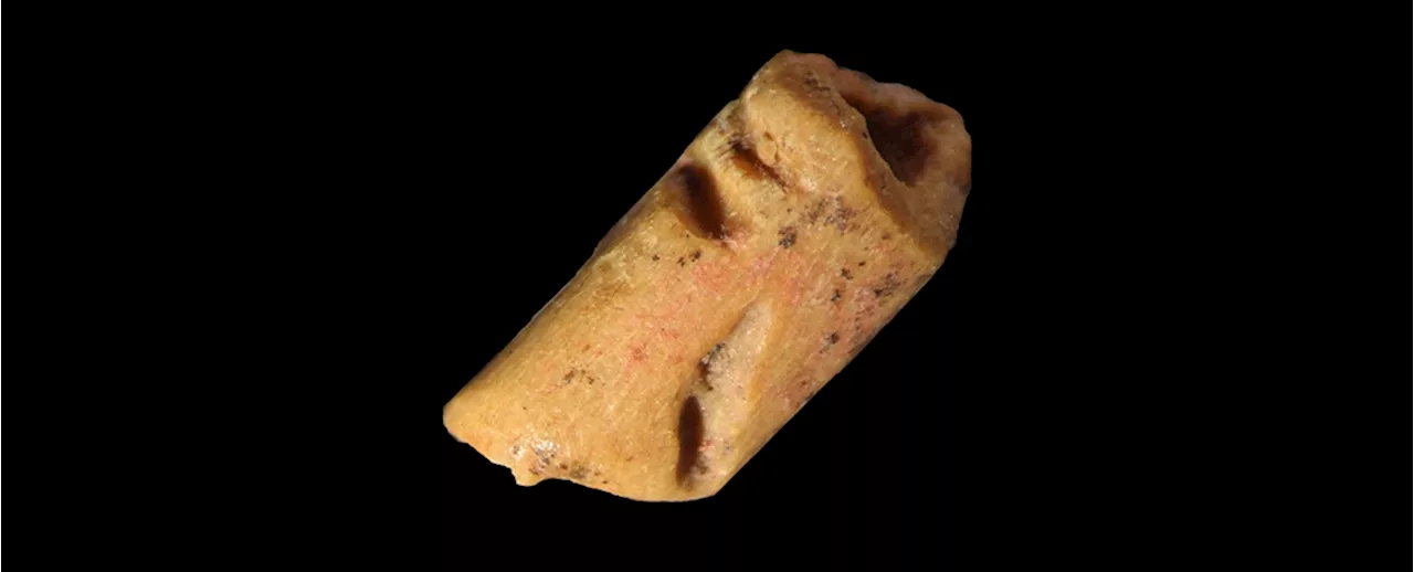 Ancient Bone Is The Oldest Known Bead in The Americas, Revealing Clues to Clovis Culture