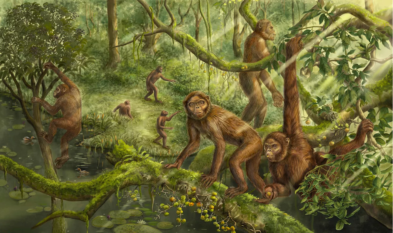 Revolutionary Fossil Find Unveils the Secrets of Early Human Movement