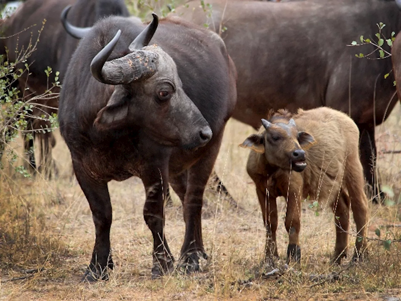 Baby Buffalo Shows An Elephant Who’s Boss In Adorable Kruger Park Sighting Video