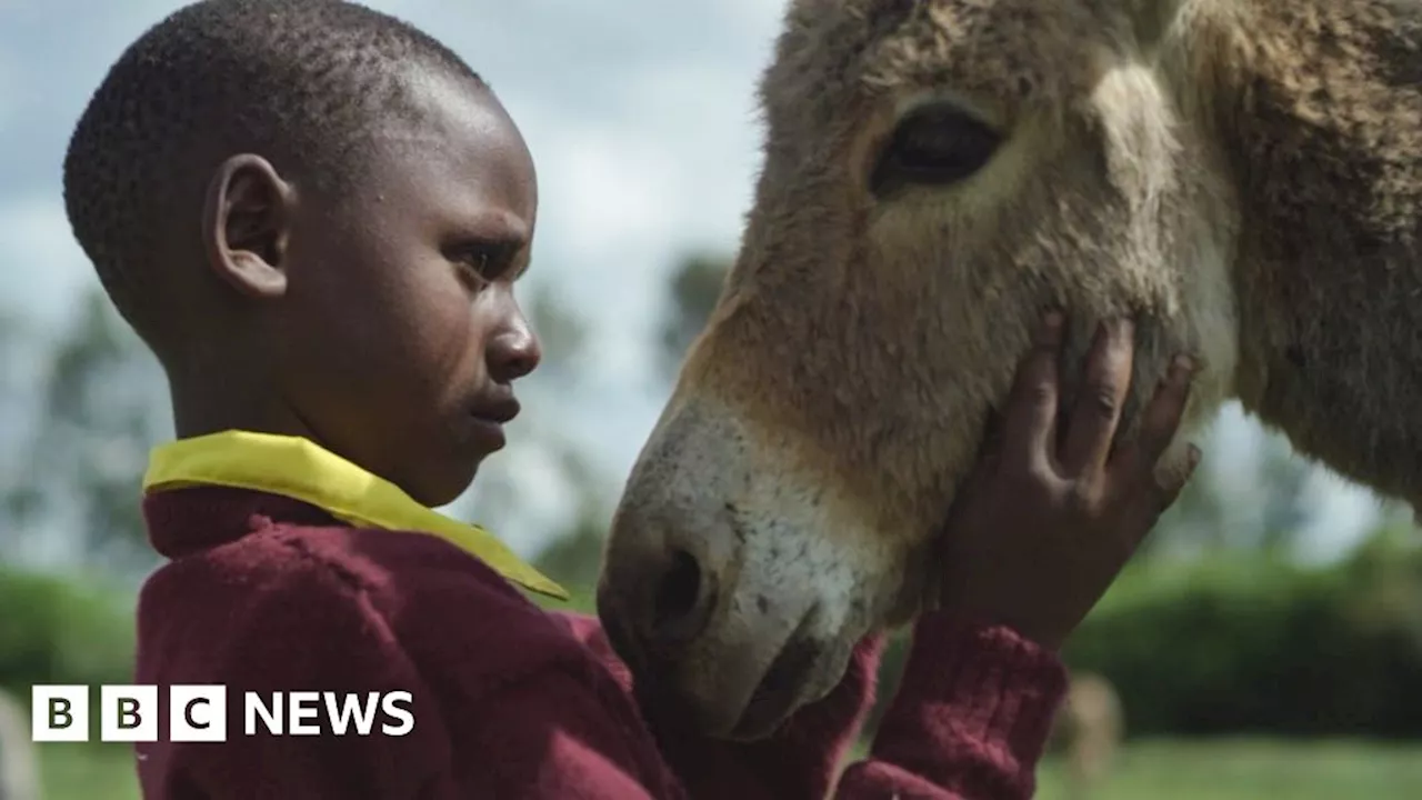 Millions of donkeys killed each year to make medicine