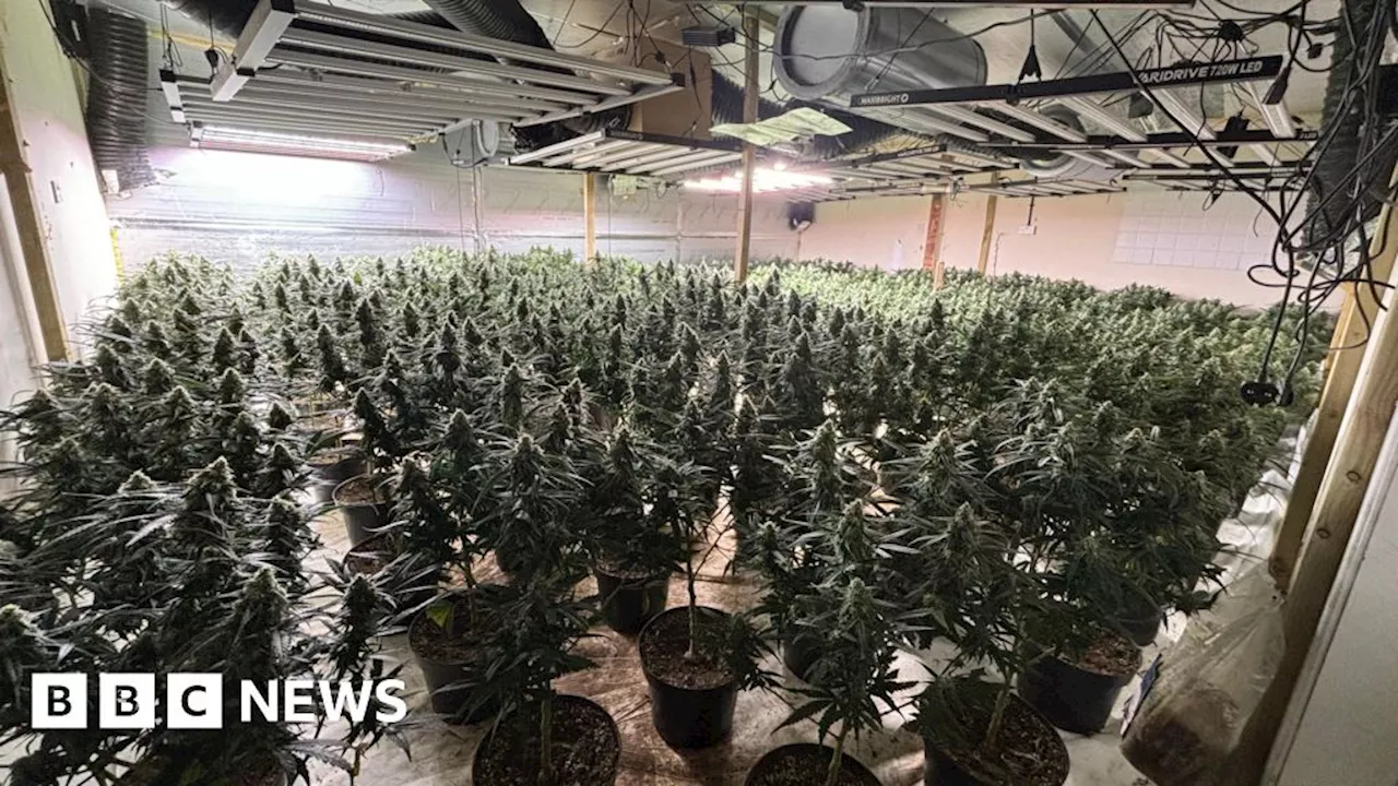 £2.5m cannabis farm found in abandoned Shropshire warehouse