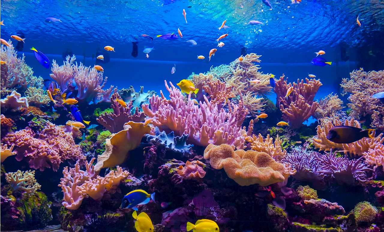 Machine learning helped us find more coral reefs