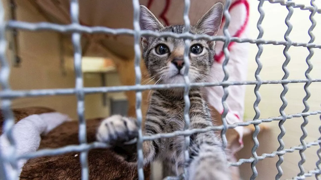 Bayern: Tote Katzen im Müll entsorgt? – Ansbach prüft Vorwürfe gegen Tierheim