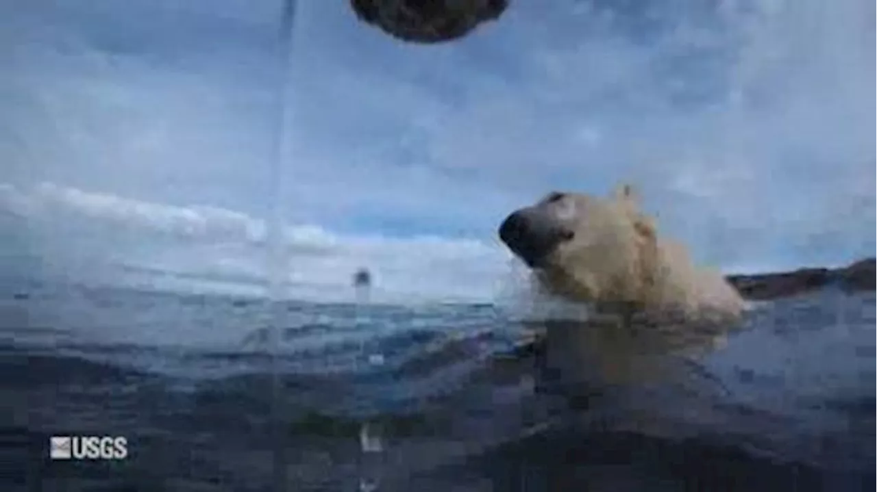 Rare polar bear footage shows life in melting Arctic | Watch News Videos Online