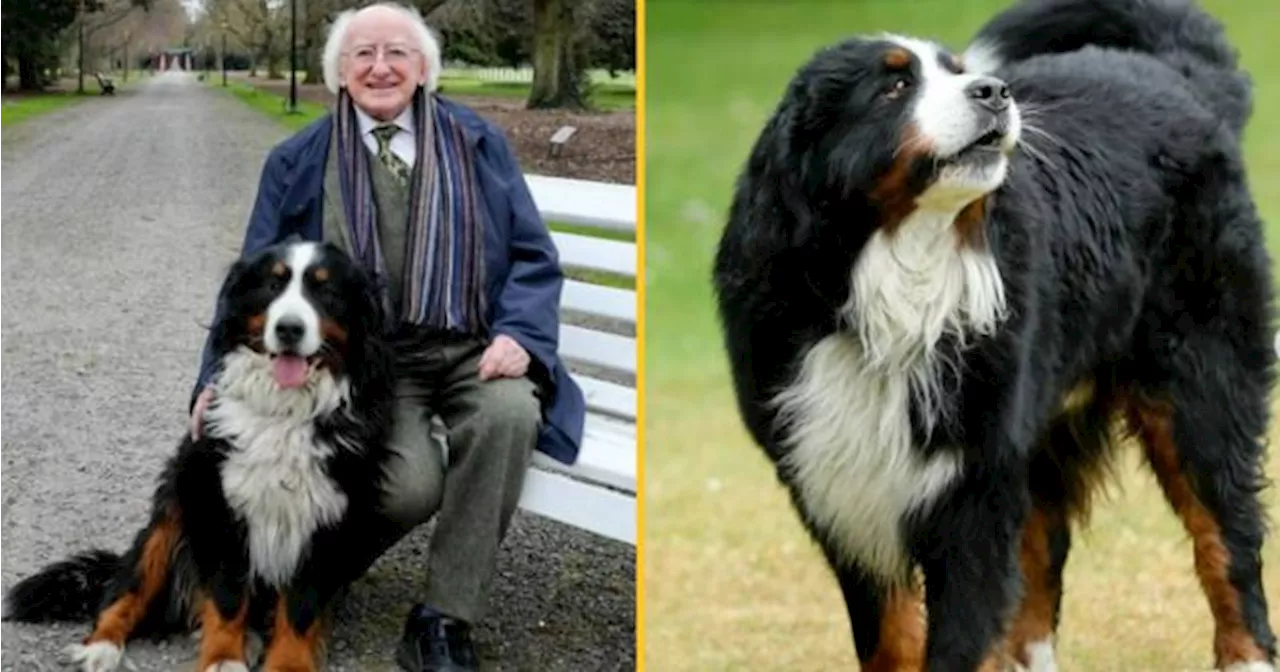 President Higgins shares emotional tribute to beloved dog