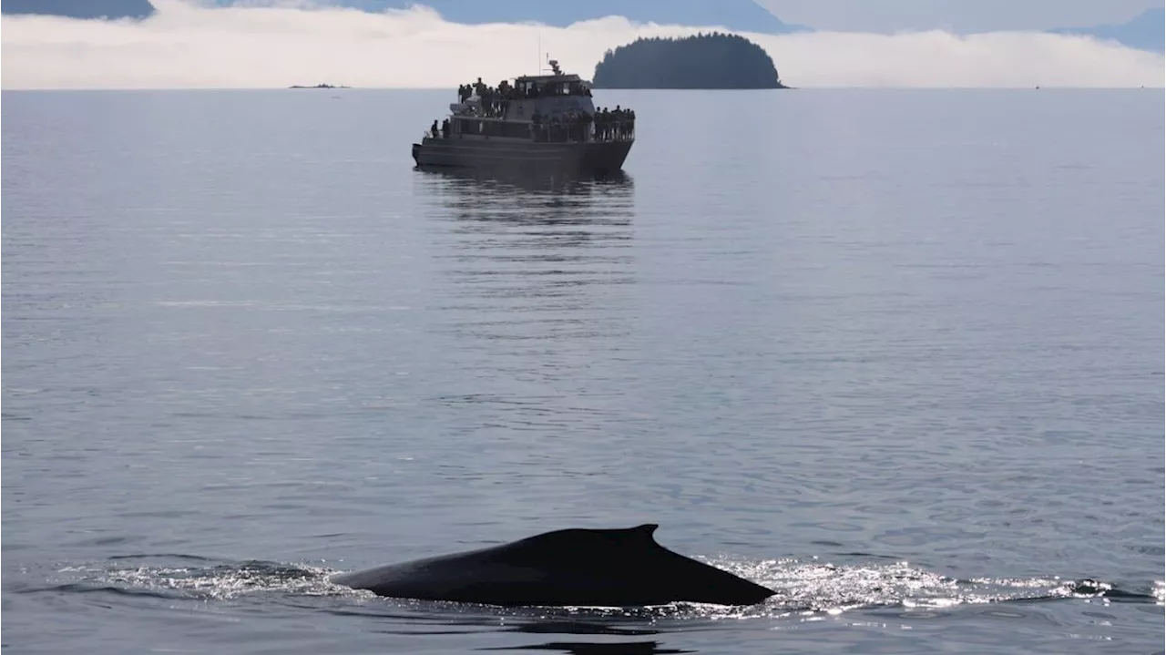 Cruise ship passenger fee proposals include study of Juneau’s humpback whales