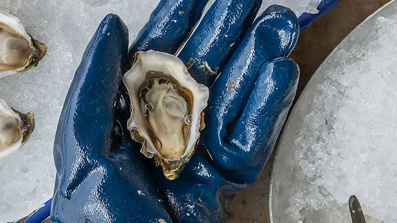 Northern California’s oyster capital is a hidden gem